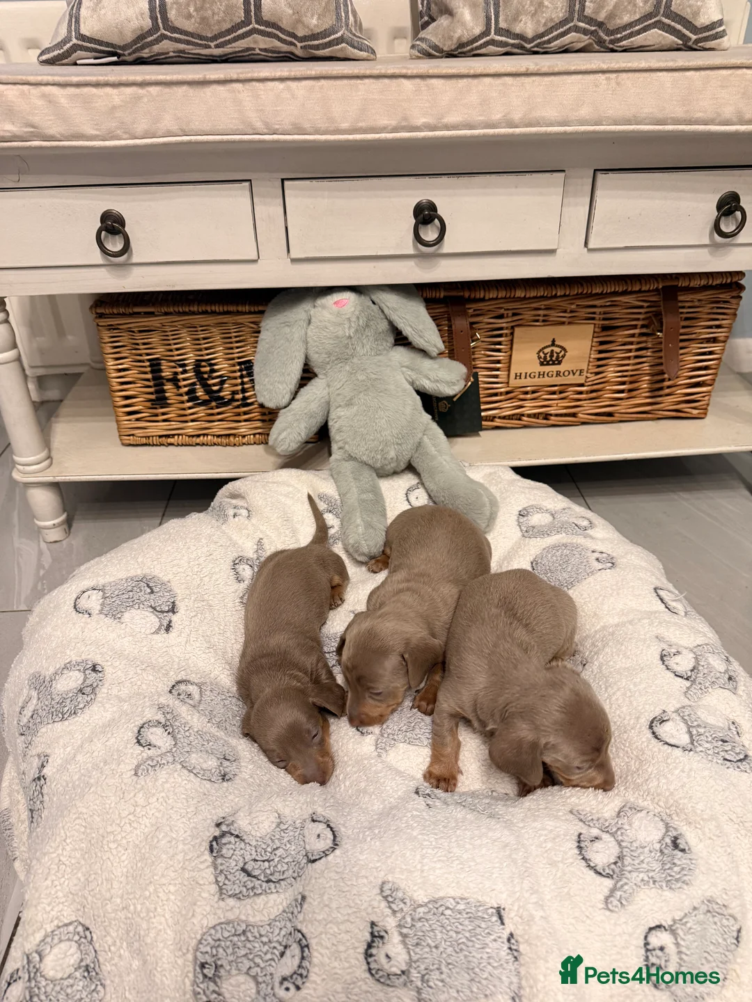Miniature Dachshund dogs for sale: Beautiful Miniature Dachshund Puppies - Advert 5