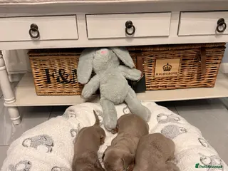 Miniature Dachshund dogs Beautiful Miniature Dachshund Puppies - Advert 4