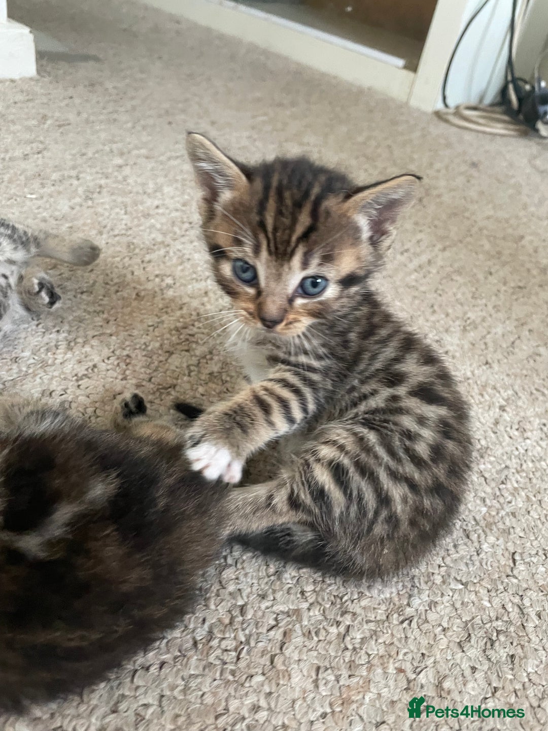 Munchkin cats for sale: Beautiful Bengal Tabby Munchkin Kittens for sale  - Advert 18