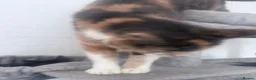 Mixed Breed cats for sale: Two toritishell kittens 9weeks - Advert 6