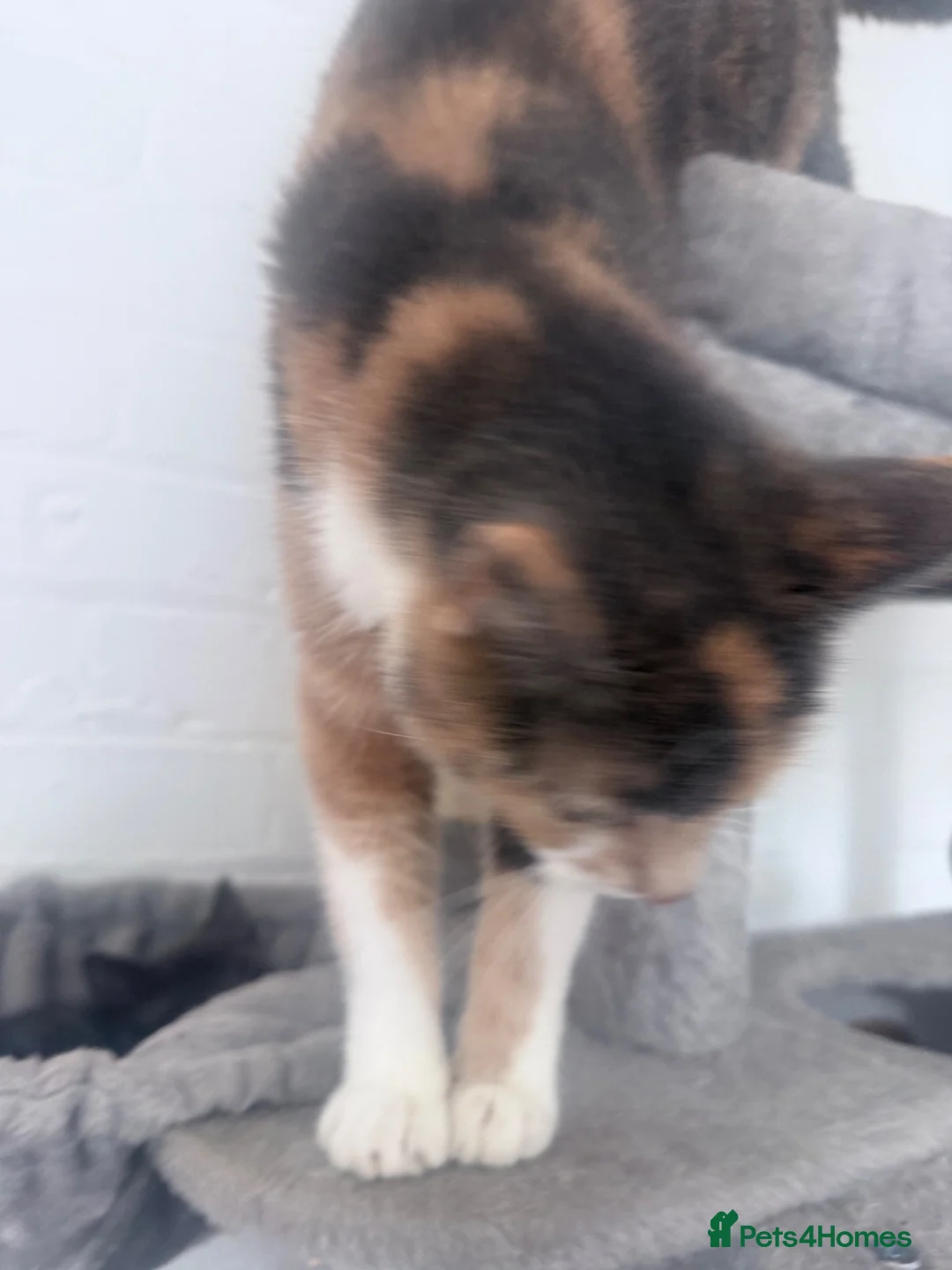 Mixed Breed cats for sale: Two toritishell kittens 9weeks - Advert 6