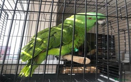 Parrots birds for sale: Yellow fronted Amazon. Urgent sale. Owner in care - Image 6