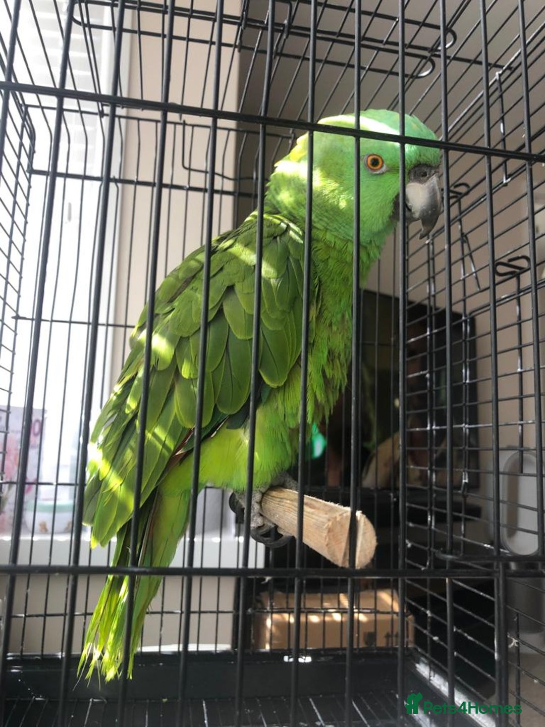 Parrots birds for sale: Yellow fronted Amazon. Urgent sale. Owner in care - Image 6