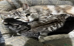 Mixed Breed cats for sale: Kittens for sale  - Image 13