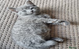 British Shorthair cats for sale: 🐾 Adorable Kittens Looking for Loving Homes 🐾 - Image 4