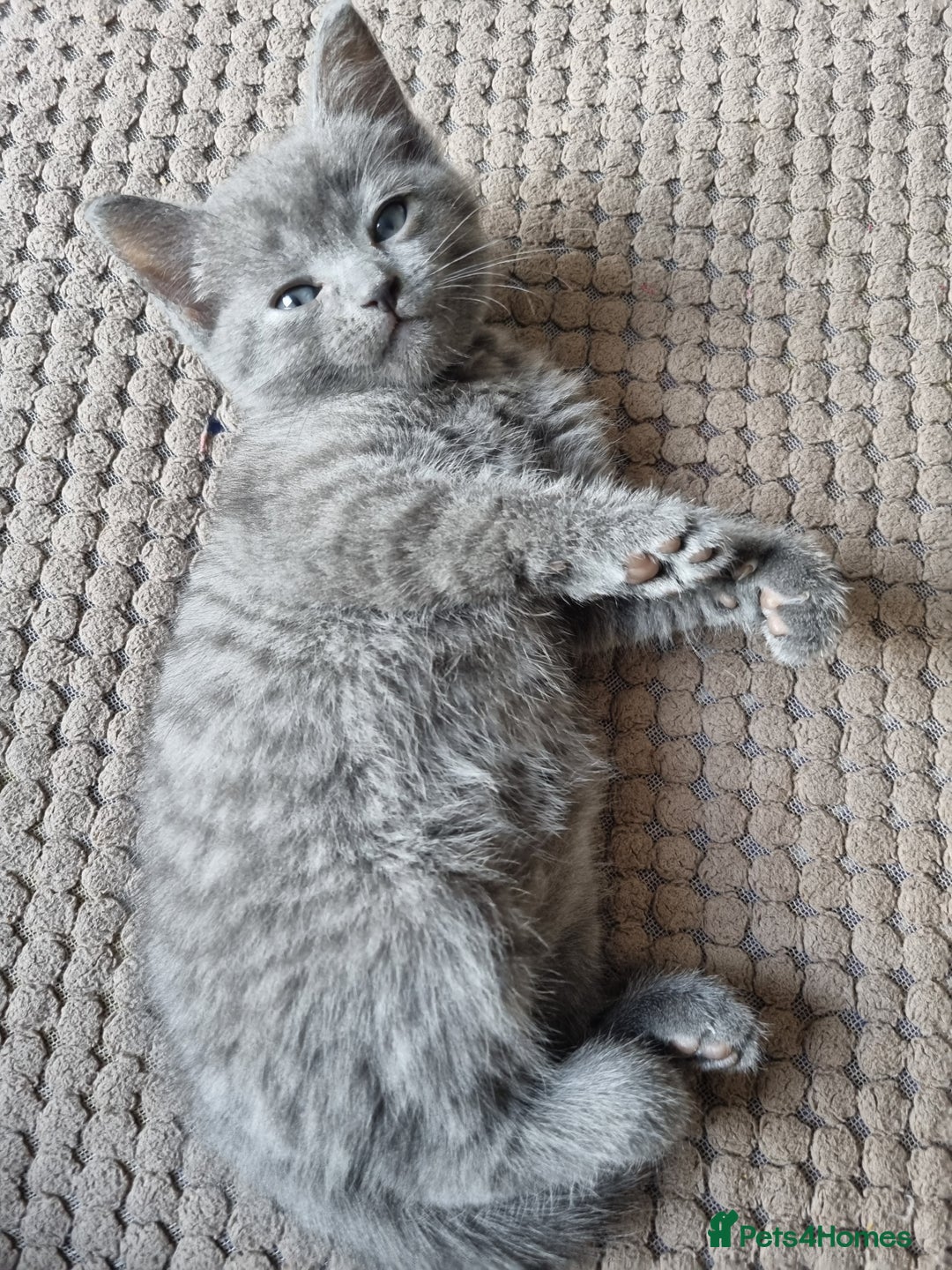British Shorthair cats for sale: 🐾 Adorable Kittens Looking for Loving Homes 🐾 - Image 4