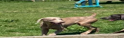 German Shorthaired Pointer dogs for sale: Stunning pups - Advert 4