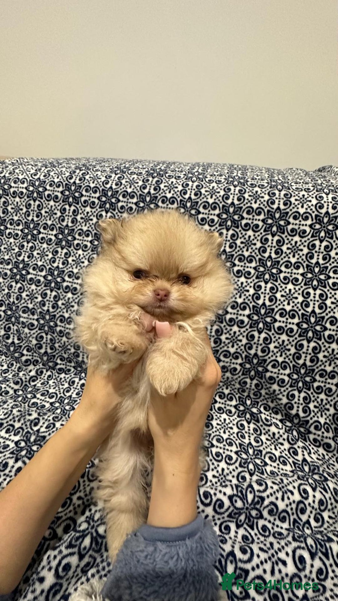 Pomeranian dogs for sale: Stunning littler of KC Pom puppies - Advert 28