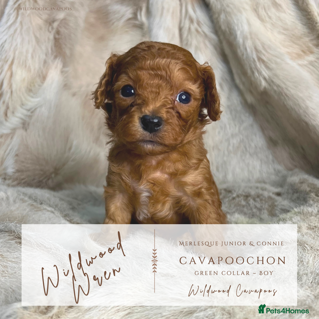 Cavapoochon dogs for sale: 5 ⭐️ LICENSED BREEDER HEALTH TESTED CAVAPOOCHONS - Advert 10