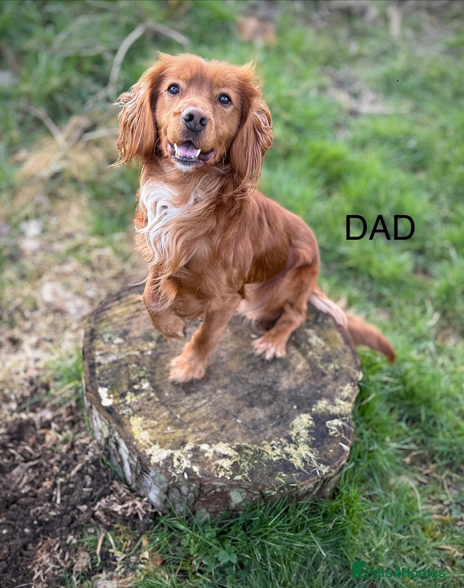 Cocker Spaniel dogs Beautiful cocker spaniel puppies *3 left* - Advert 2