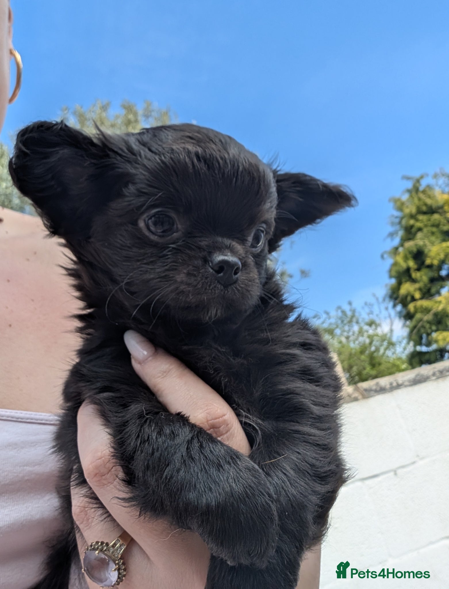 Chihuahua dogs KC registered Solid black Long Coat Boy Chihuahua - Advert 14