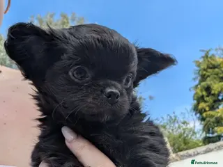 Chihuahua dogs KC registered Solid black Long Coat Boy Chihuahua - Advert 14