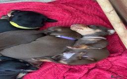Dachshund dogs for sale: Beautiful dachshund puppies - Image 5