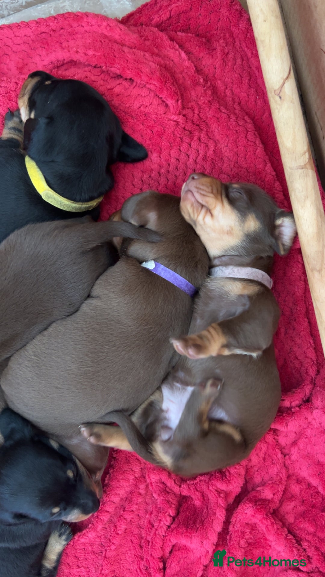 Dachshund dogs for sale: Beautiful dachshund puppies - Image 5