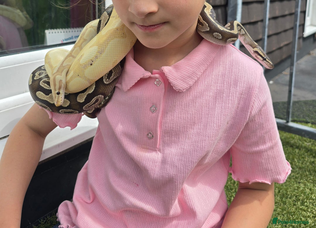 Python Snake reptiles for sale: 2 x Royal (Ball) Pythons, Banana Fire and Mystic - Advert 3