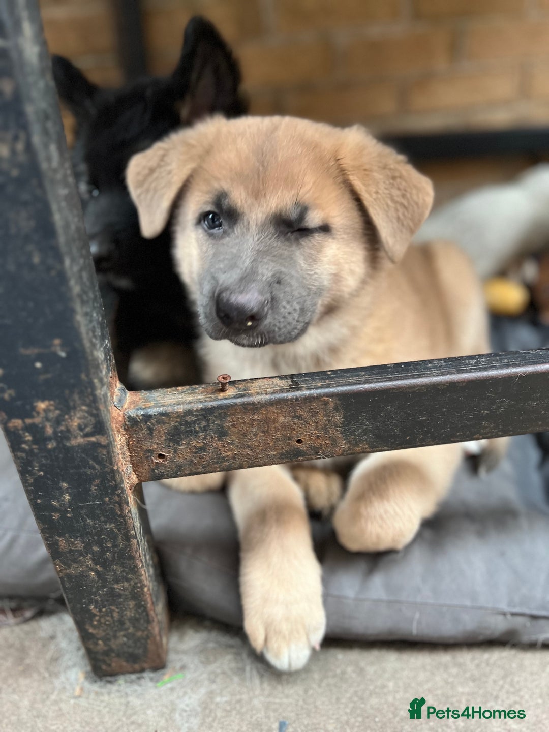 German Shepherd dogs for sale: REDUCED German shepherd puppies 8 was old - Advert 13