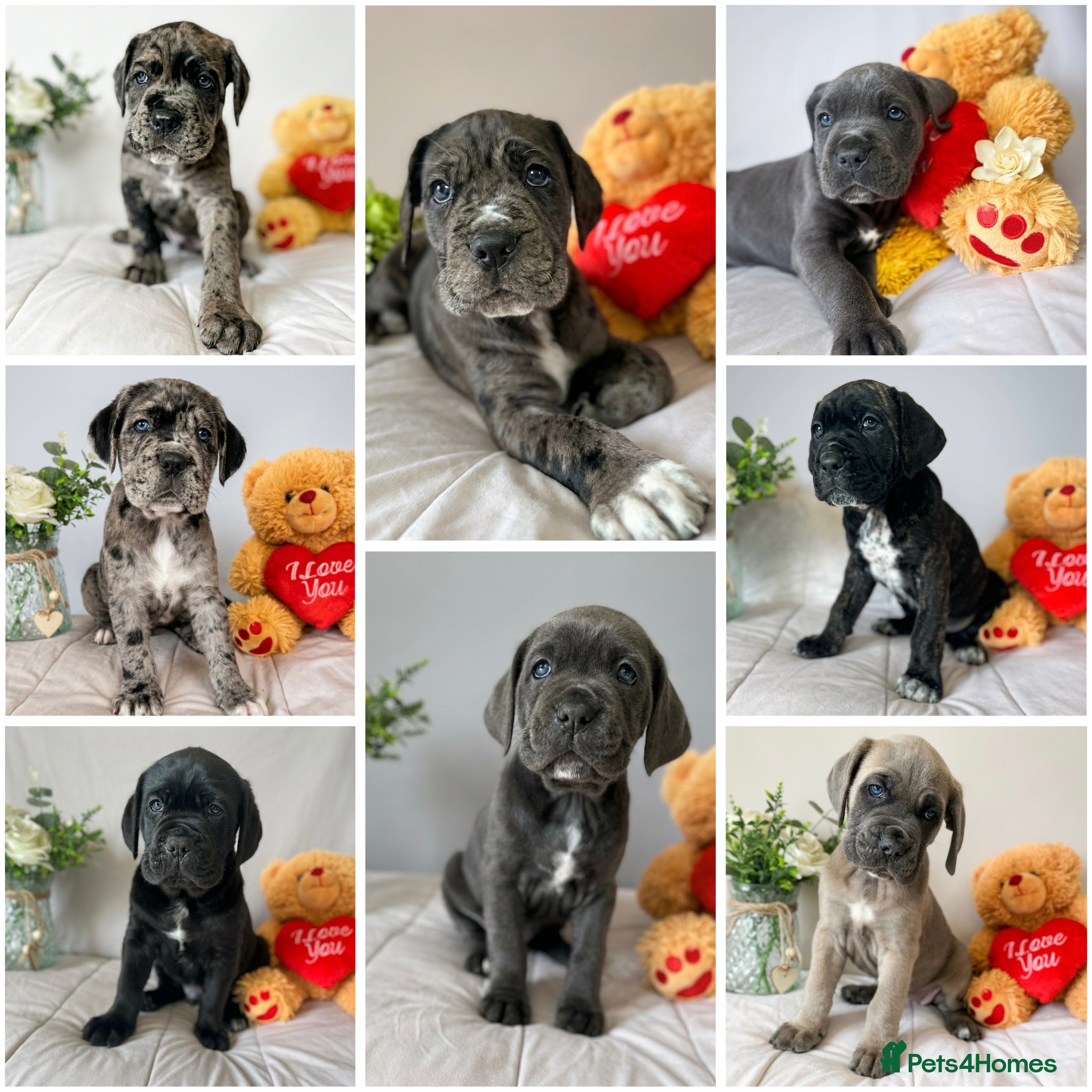 Cane Corso dogs Stunning cane corso puppy’s  - Advert 14