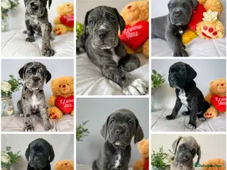 Cane Corso dogs Stunning cane corso puppy’s - Advert 14