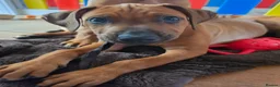 Rhodesian Ridgeback dogs for sale: KC Registered Rhodesian Ridgeback Puppies - Advert 25