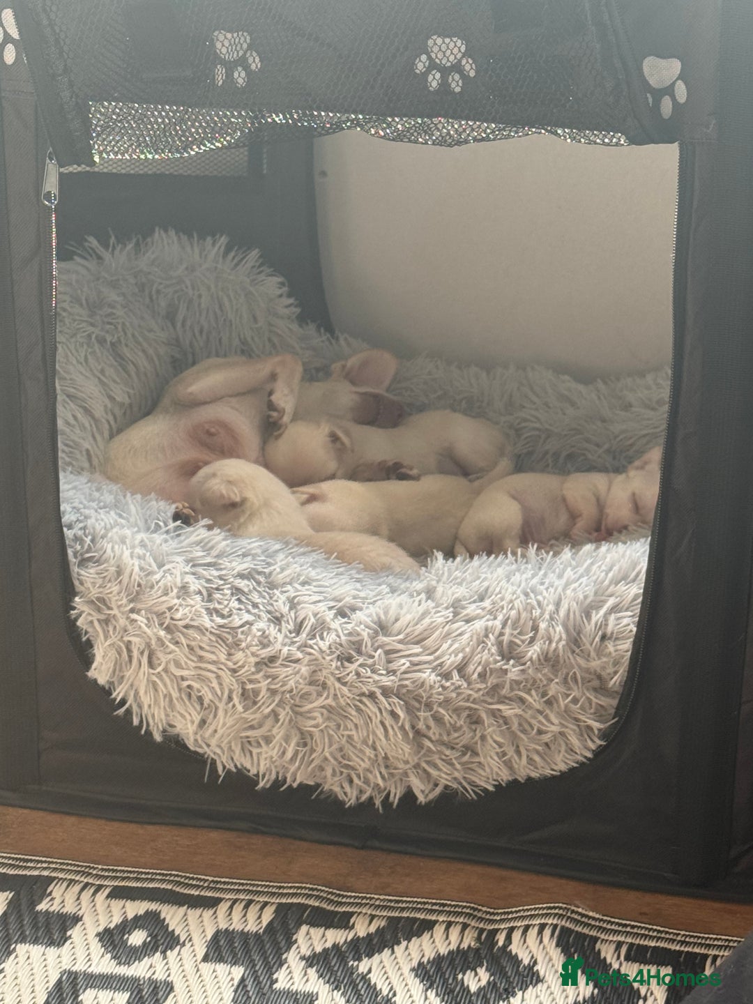 Chihuahua dogs for sale: Double chocolate platinum baby’s  - Image 21