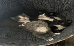 European cats for sale: 3 beautiful kittens left  - Image 4