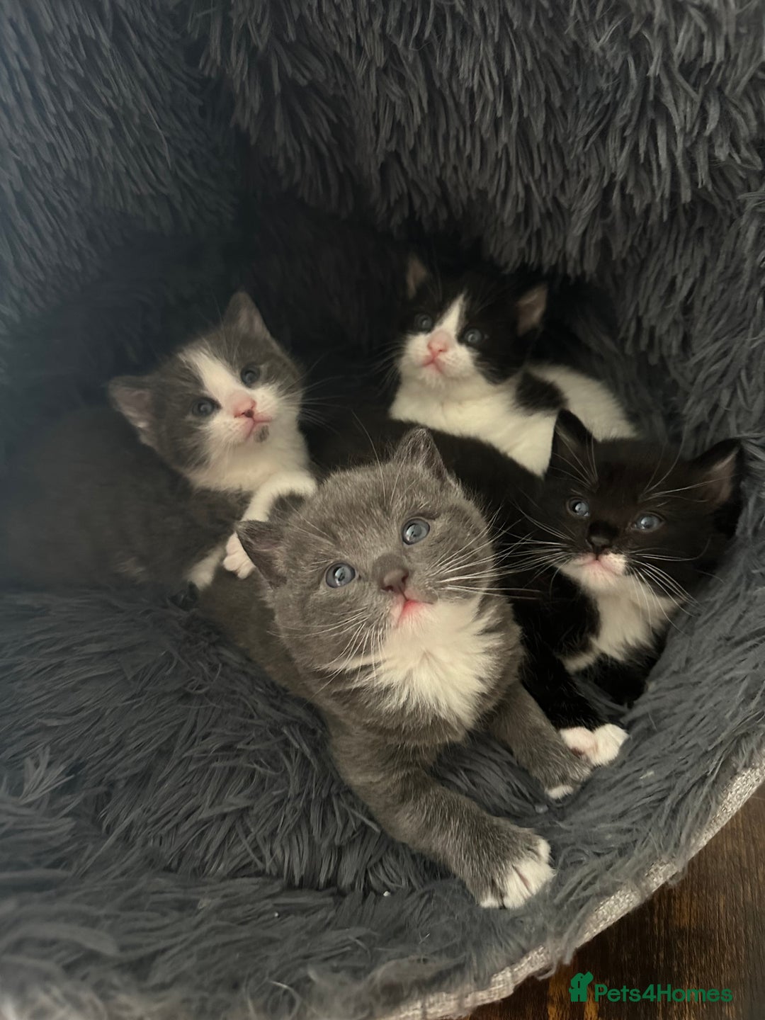European cats for sale: 3 beautiful kittens left  - Image 4