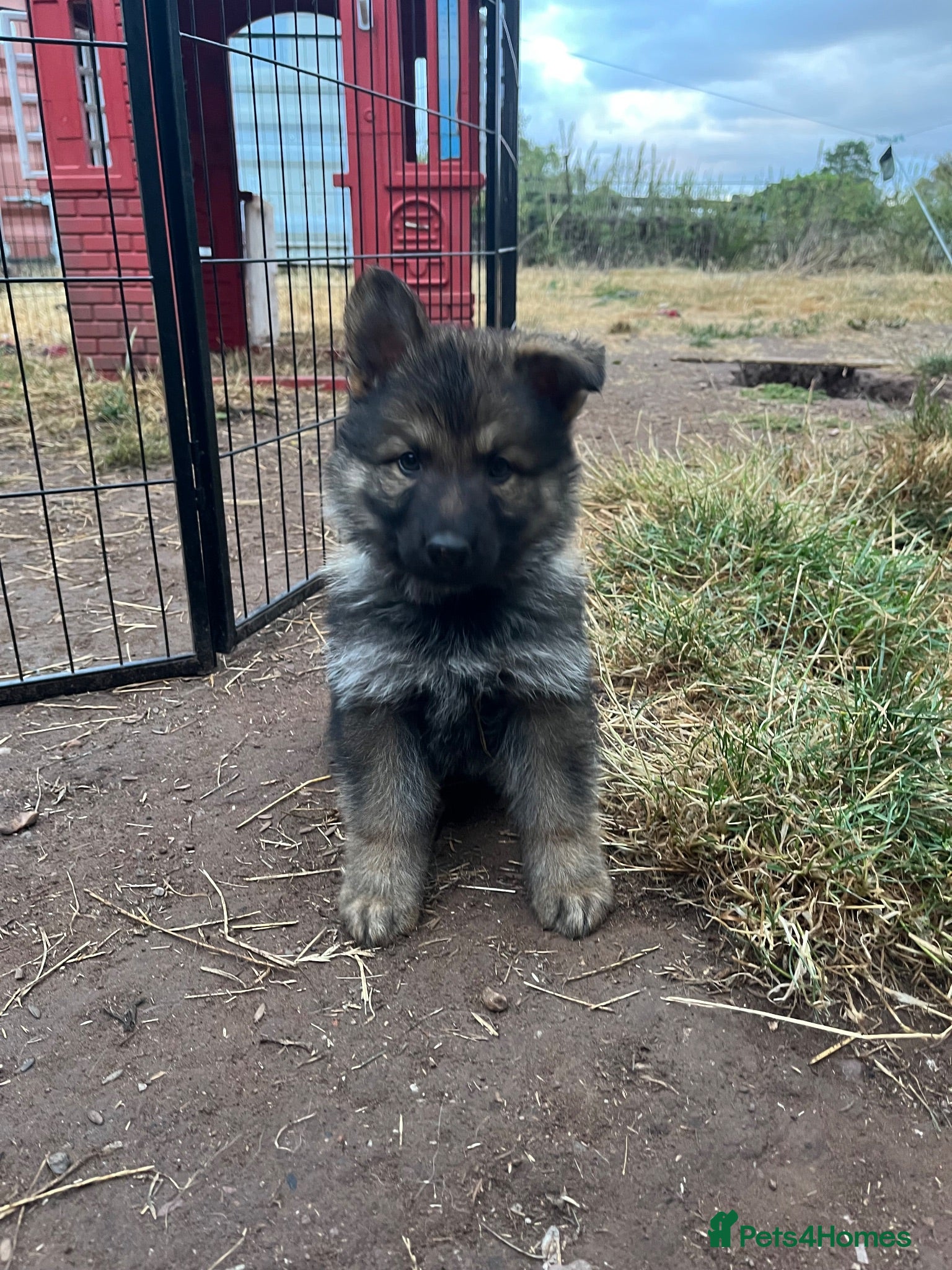 German Shepherd dogs German Shepherd puppies for sale  - Advert 1