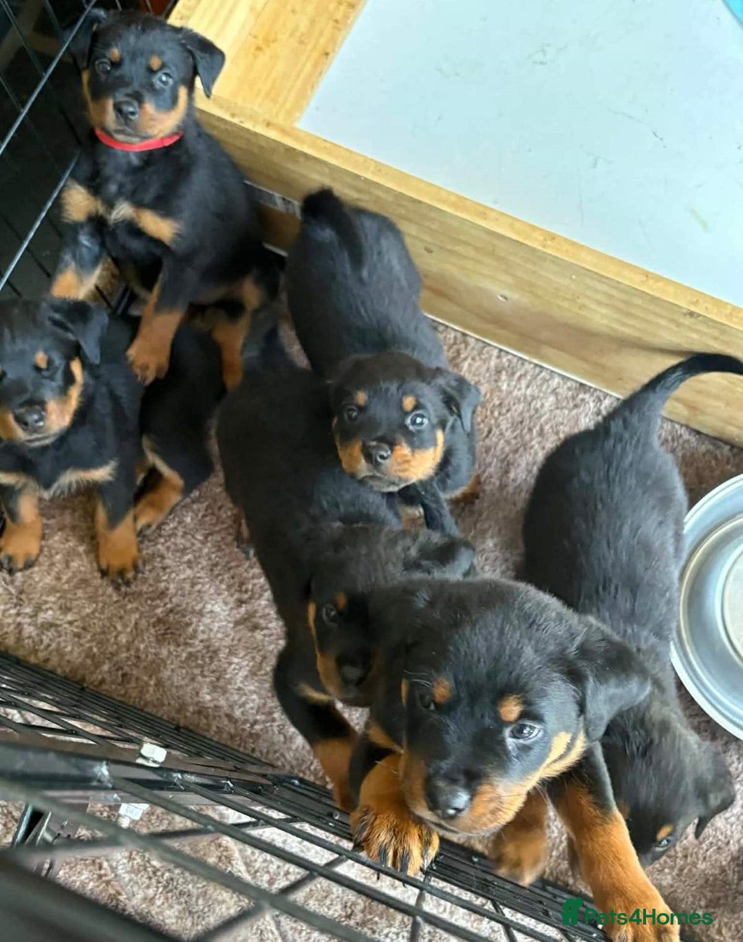 Rottweiler dogs for sale: Adorable healthy Rottweiler pups for nice homes - Advert 1