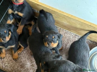 Rottweiler dogs Adorable healthy Rottweiler pups for nice homes - Advert 3