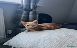 Mixed Breed cats for sale: Ginger male rescue kitten - Image 5