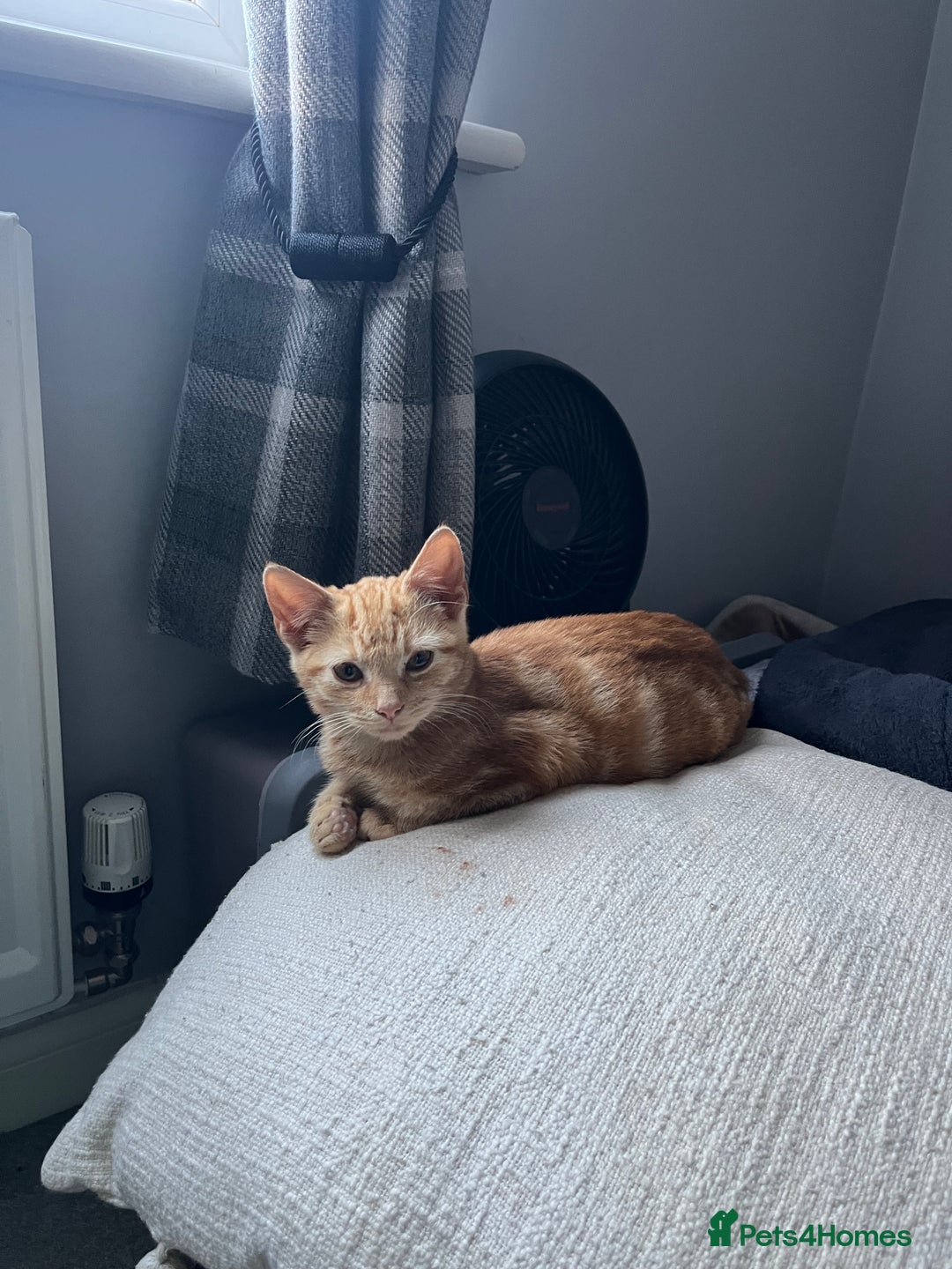 Mixed Breed cats for sale: Ginger male rescue kitten - Image 5