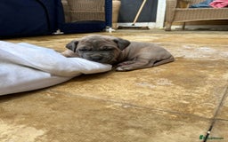 Mastiff dogs for sale: Mastiffs pups in Bury Saint Edmunds - Image 14