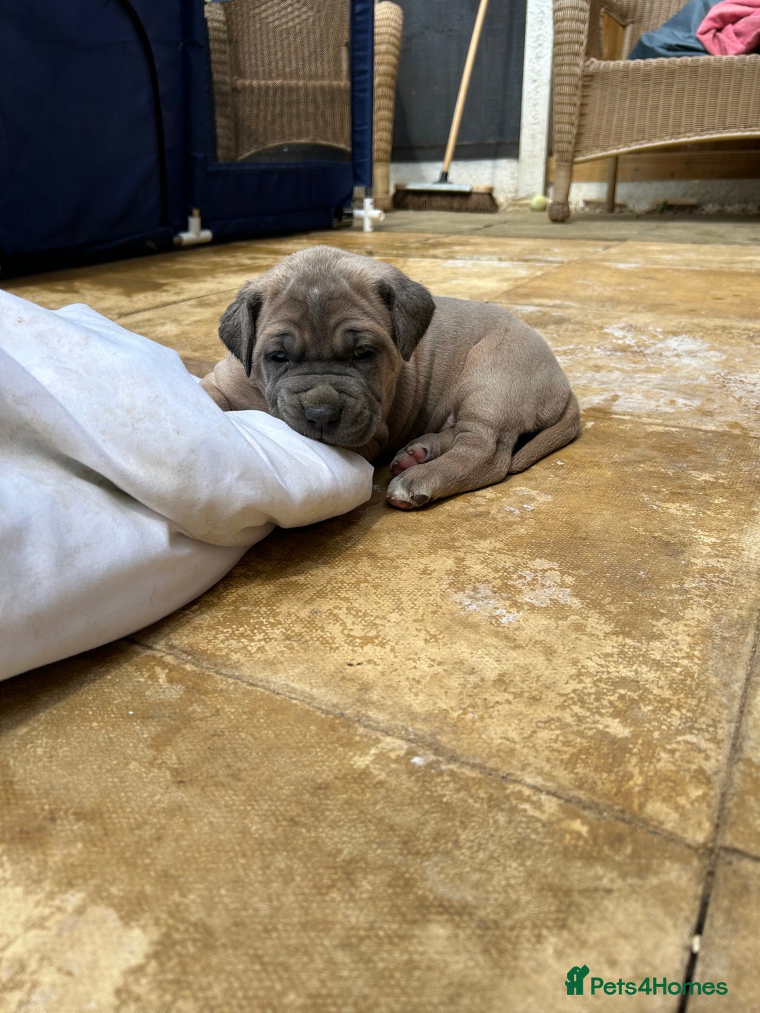 Mastiff dogs for sale: Mastiffs pups in Bury Saint Edmunds - Image 14