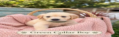 DARK GREEN COLLAR BOY
