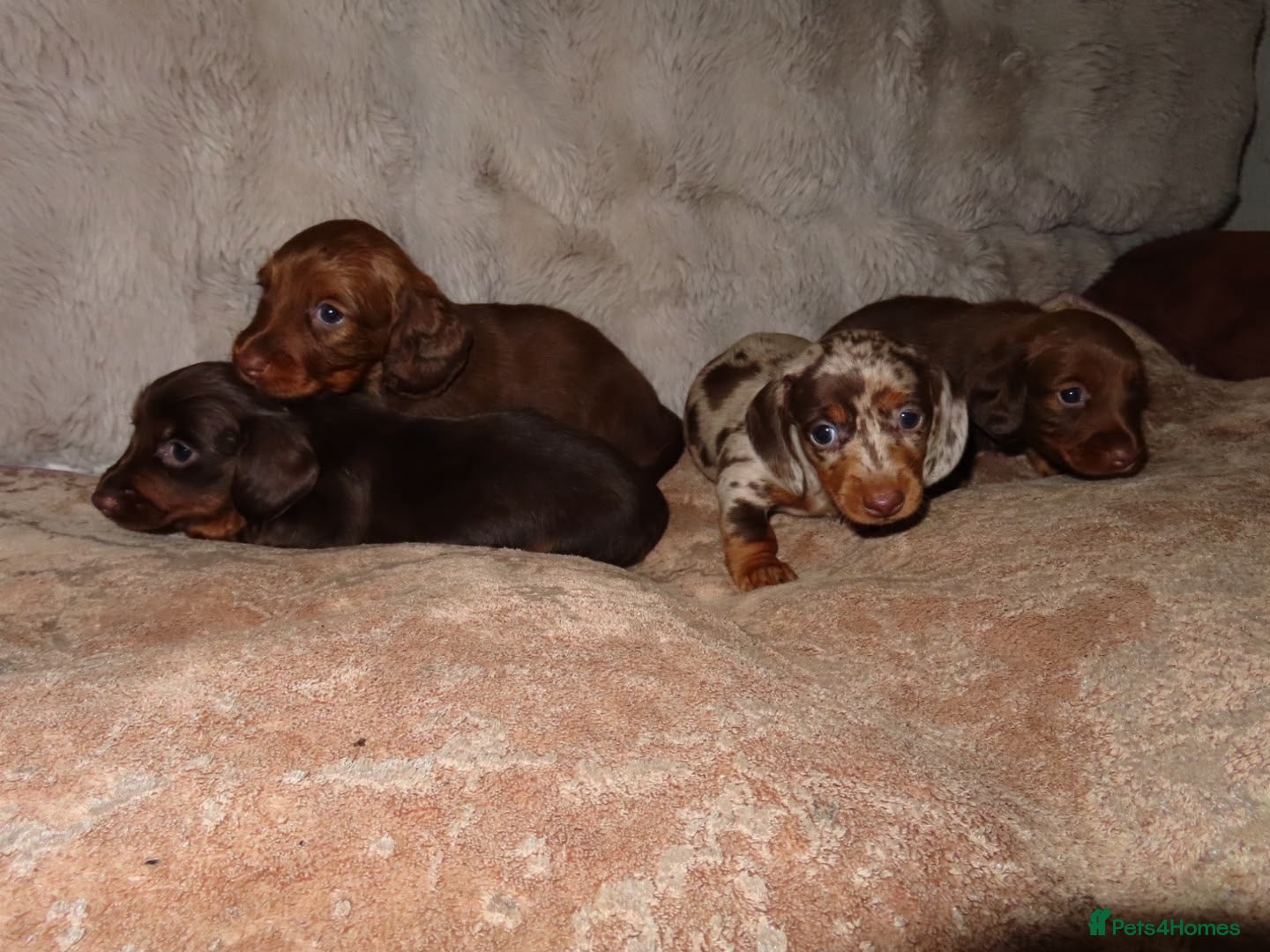 Miniature Dachshund dogs for sale: Long Haired Mini Dachshunds 🐶 - Advert 1