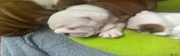 English Bulldog dogs for sale: Double CRUFTS winners bred bulldog puppies  - Advert 22