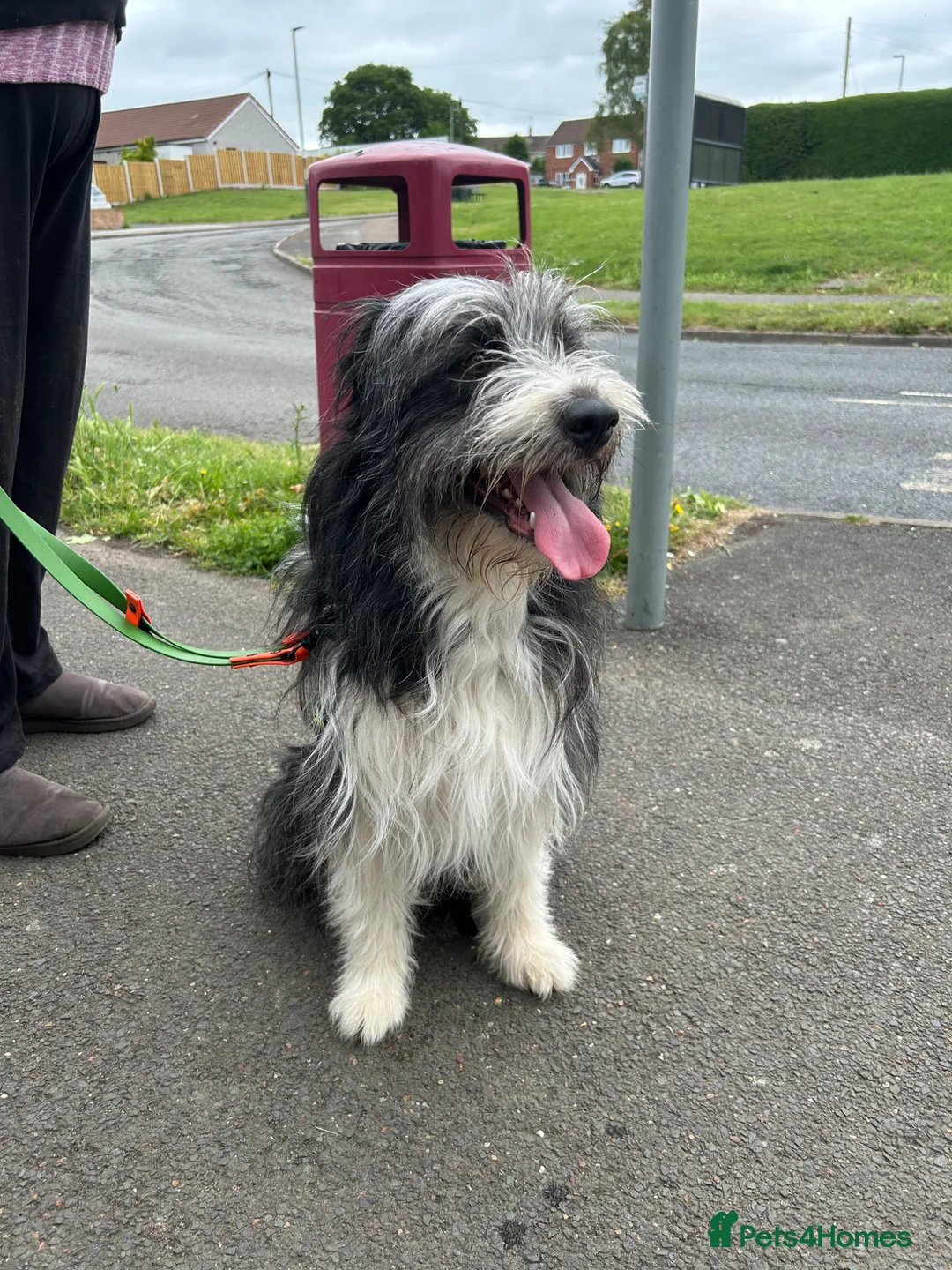 Mixed Breed dogs for sale: Bearded collie cross  - Advert 1