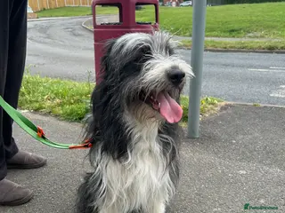 Mixed Breed dogs Bearded collie cross - Advert 10