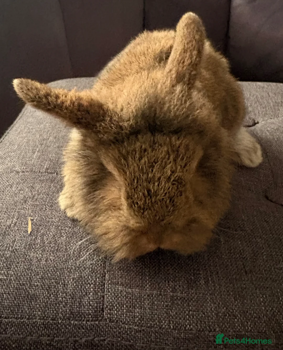 Mixed Breed rabbits for sale: Gorgeous pair of mini lop/dwarf - Advert 4