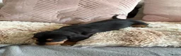 Dachshund dogs for sale: Dachunds puppies in Droitwich - Advert 7