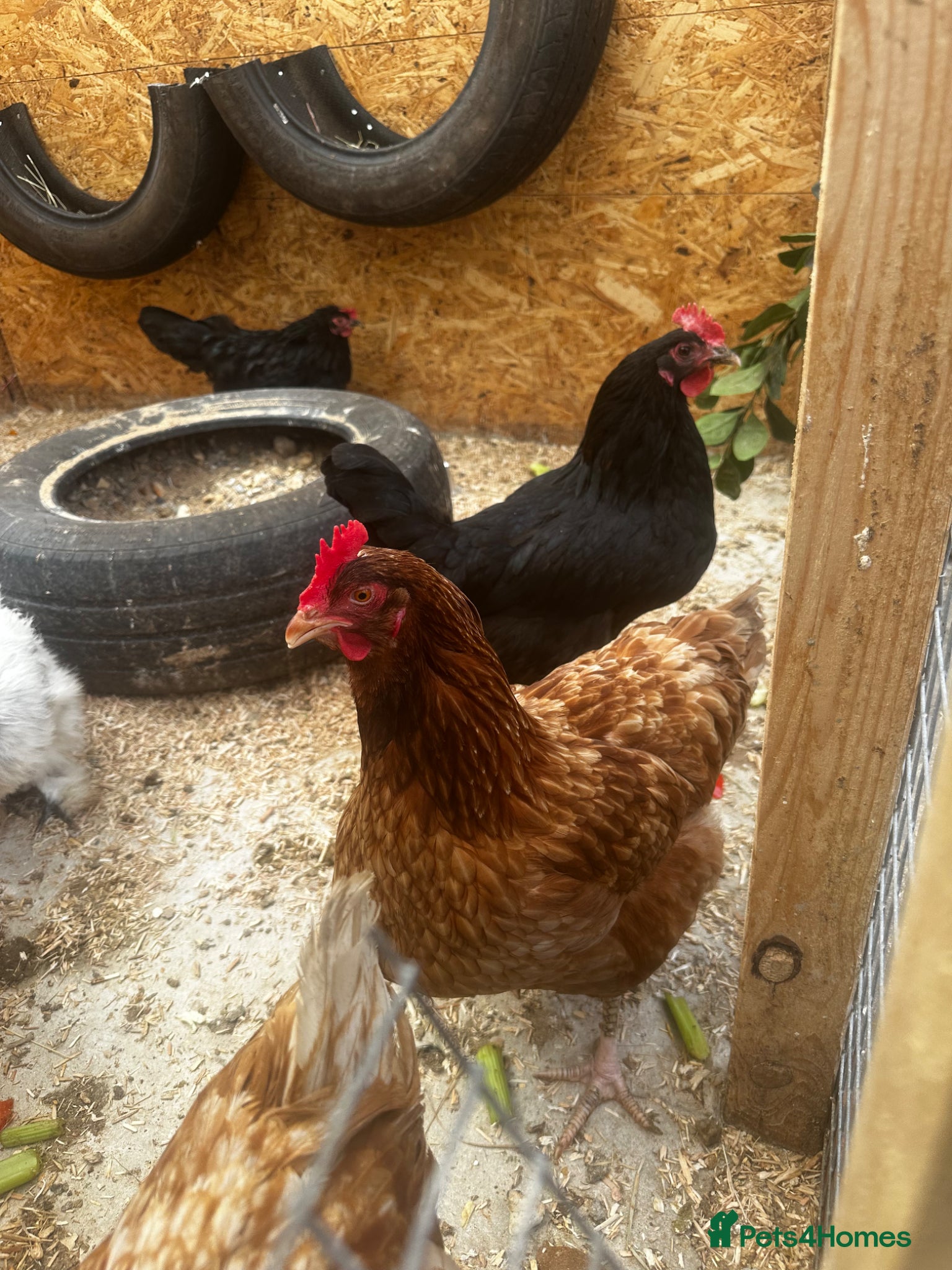 Chickens poultry Laying hens - Advert 3