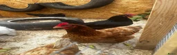 Chickens poultry for sale: Laying hens - Advert 1