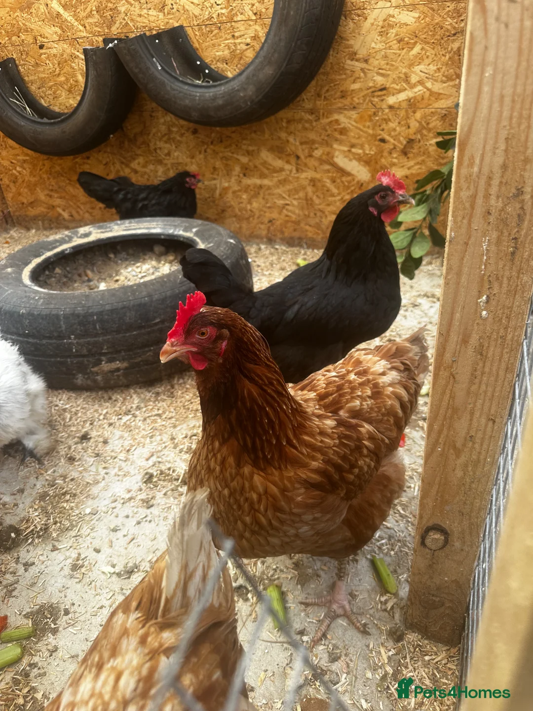 Chickens poultry for sale: Laying hens - Advert 1