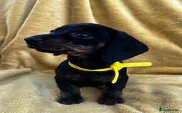 Miniature Dachshund dogs for sale: Smooth haired miniature dachshund - Image 8