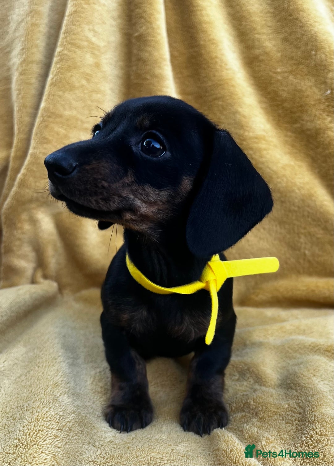 Miniature Dachshund dogs for sale: Smooth haired miniature dachshund - Image 8
