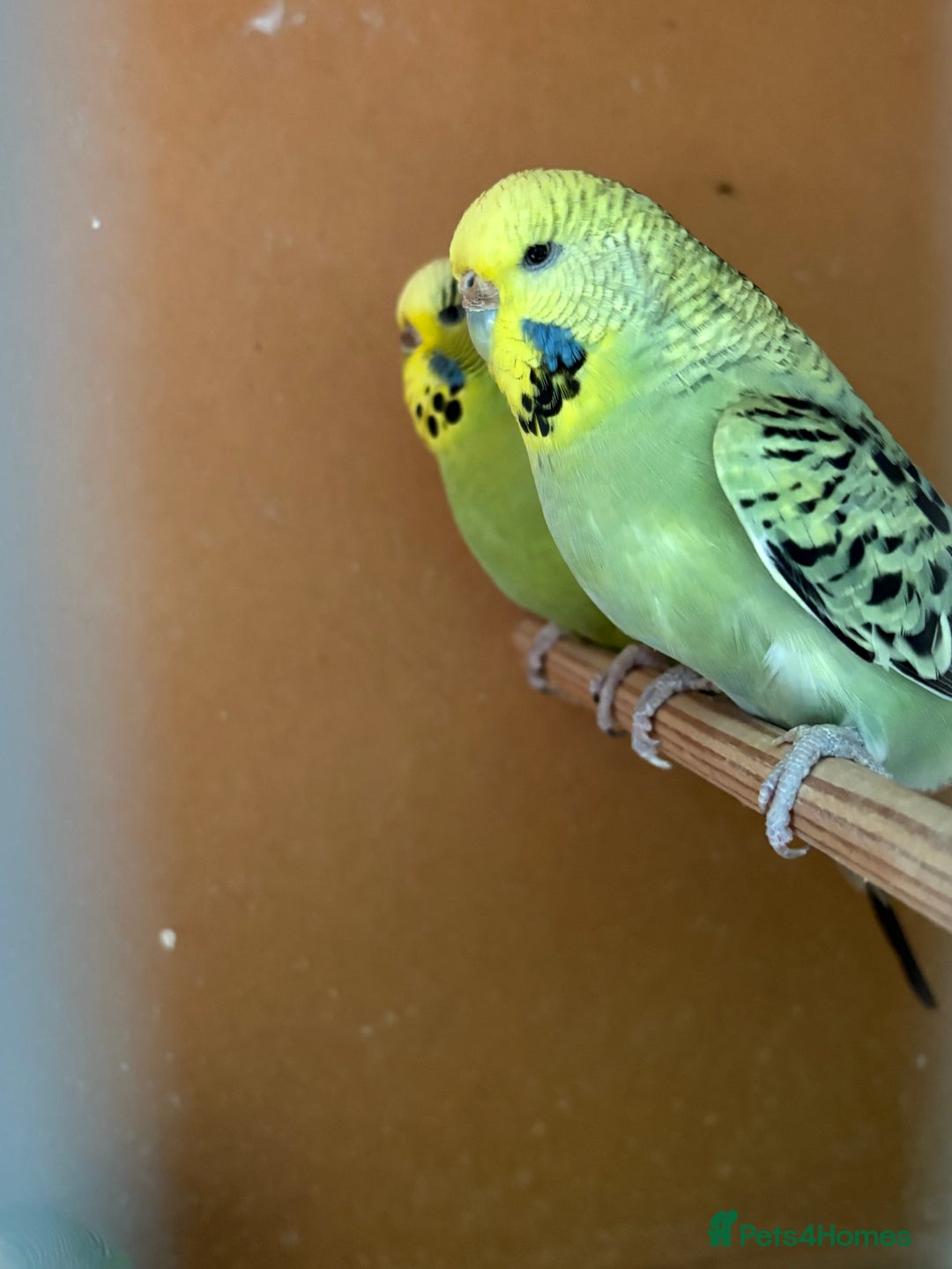 Budgerigars birds for sale: Gorgeous Budgies - Image 3