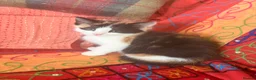 Mixed Breed cats for sale: GORGEOUS MAINE COON X PERSIAN KITTENS  - Advert 13