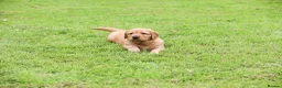 Golden Retriever dogs for sale: Male Golden Retriever Pup - Advert 6
