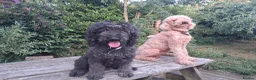 Standard Poodle dogs for sale: Standard Poodle Pups, KC Pedigree, All sold - Advert 10