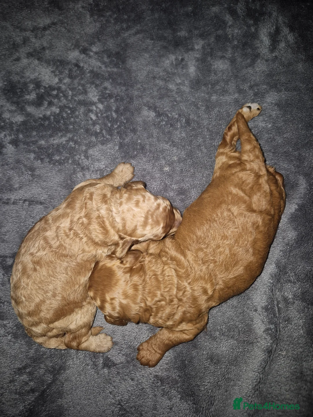 Miniature Poodle dogs for sale: KC register miniature poodles RED - Advert 3